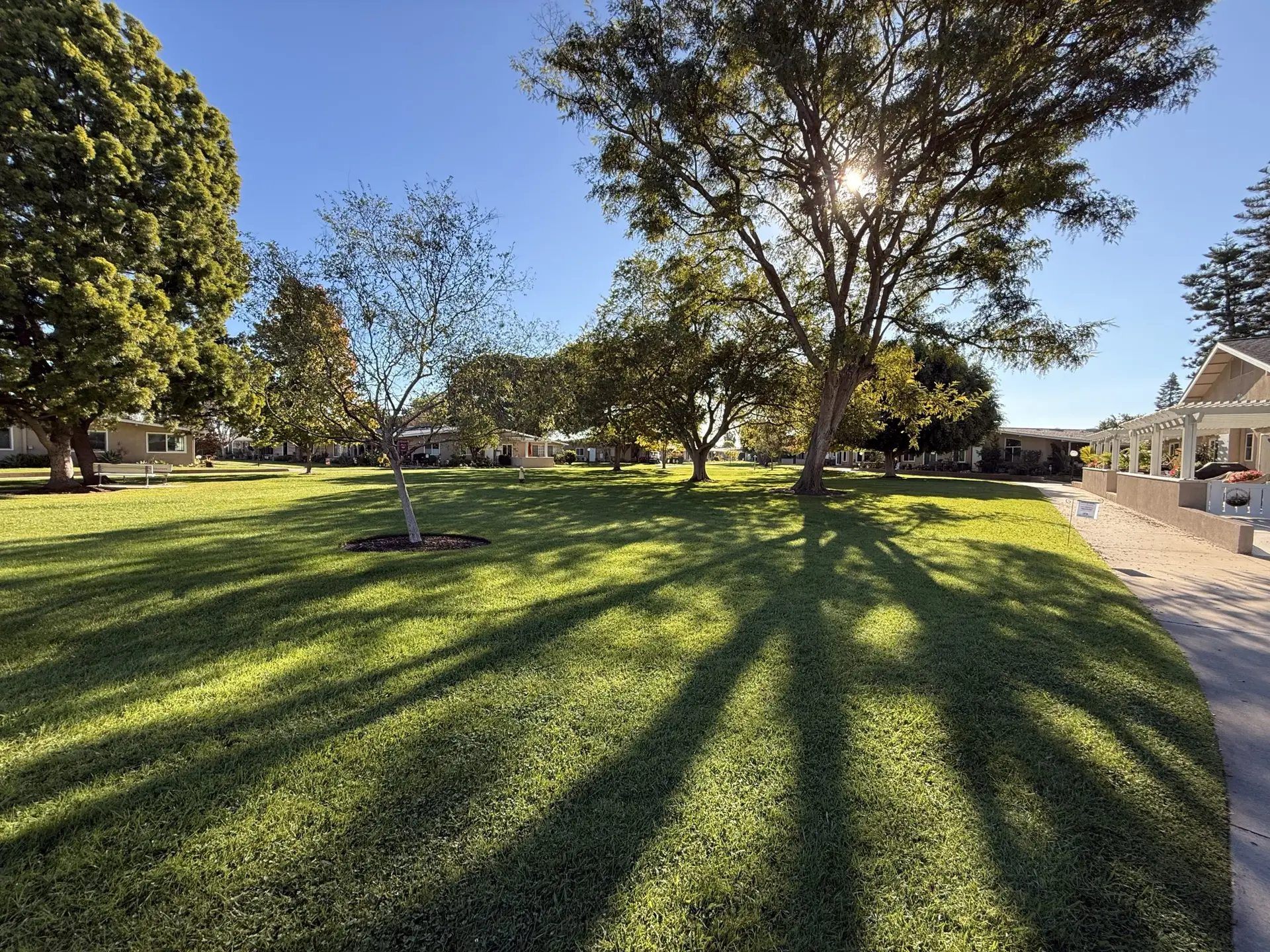 Lush green lawn with trees casting long shadows, showcasing the serene outdoor space of Leisure World Seal Beach, a vibrant 55+ community.