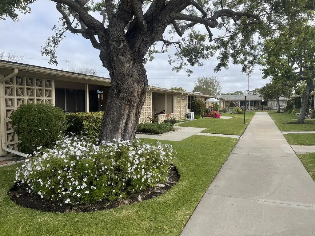 Pathway lined with flower beds and trees in Leisure World Seal Beach, showcasing well-maintained landscaping and cozy residential buildings, reflecting the community's vibrant lifestyle and amenities.
