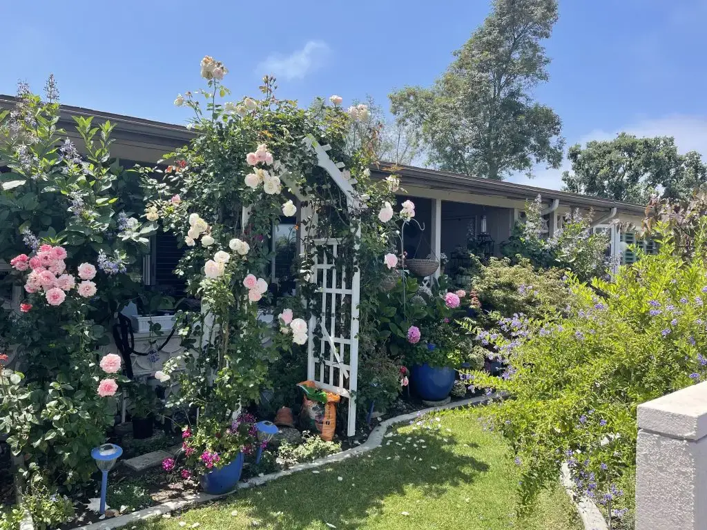 Lush garden with blooming roses and greenery surrounding a Leisure World Seal Beach residence, highlighting the community's vibrant lifestyle and outdoor appeal for seniors.