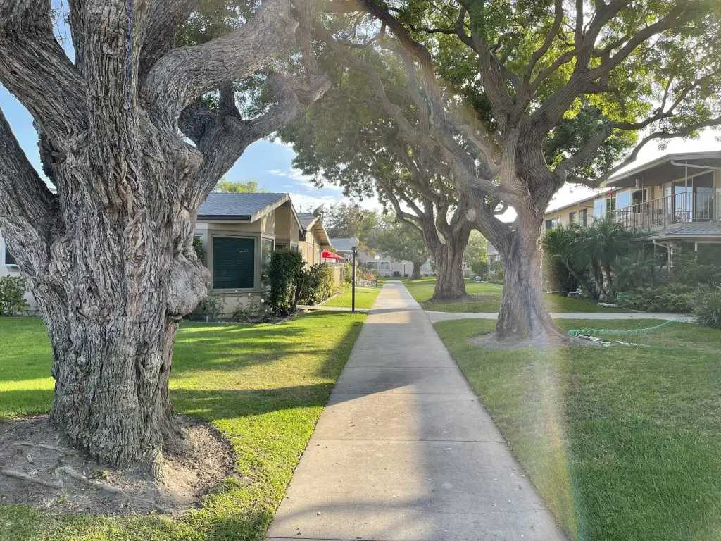 Tree-lined pathway leading to Leisure World Seal Beach residences, showcasing well-maintained landscaping and community atmosphere.