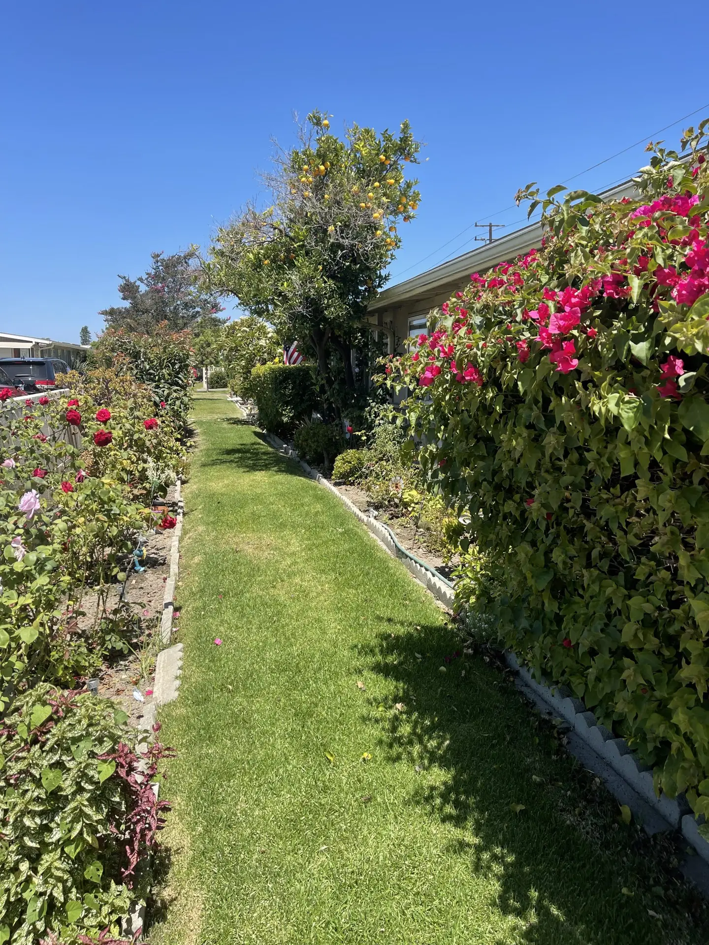 Lush garden pathway lined with vibrant roses and bougainvillea, leading to Leisure World Seal Beach retirement community, showcasing serene outdoor living and landscaping typical of 55+ communities.