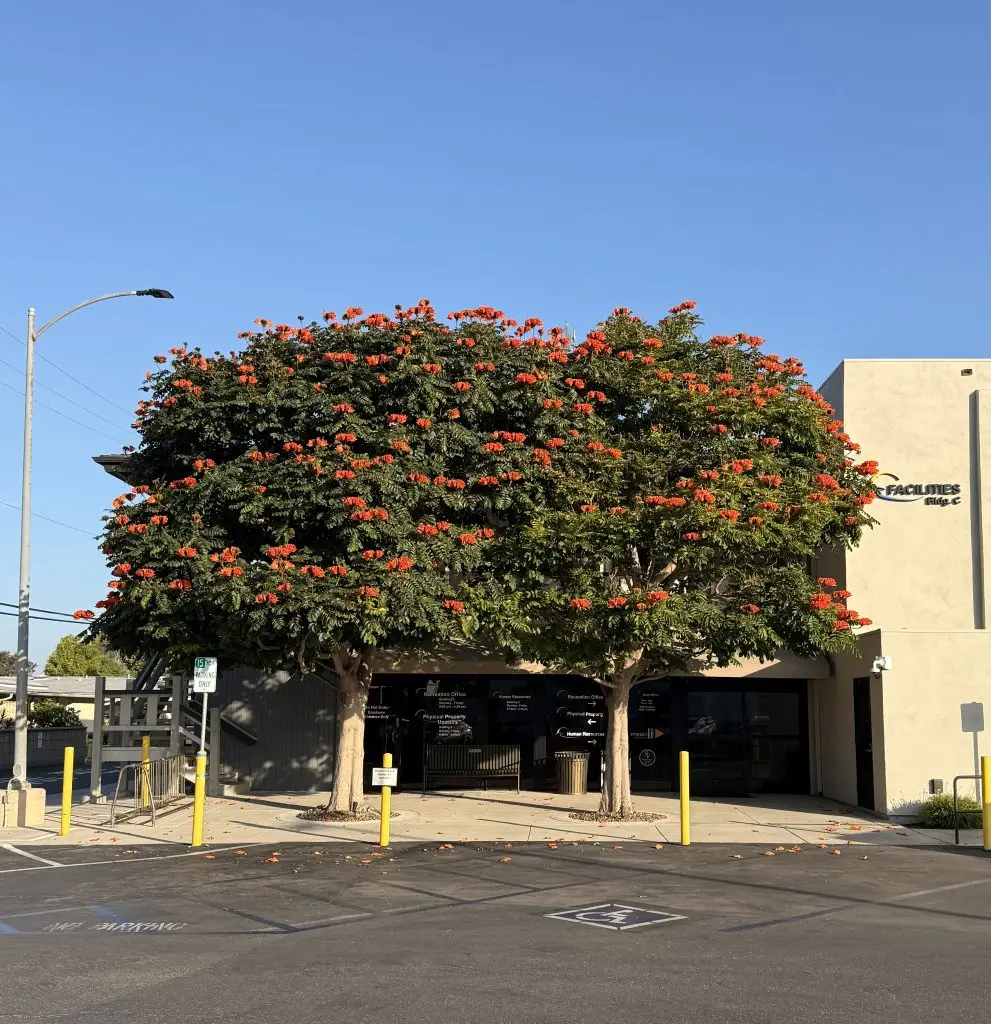 Lush flowering trees in front of Leisure World clubhouse, emphasizing vibrant community atmosphere and proximity to amenities.