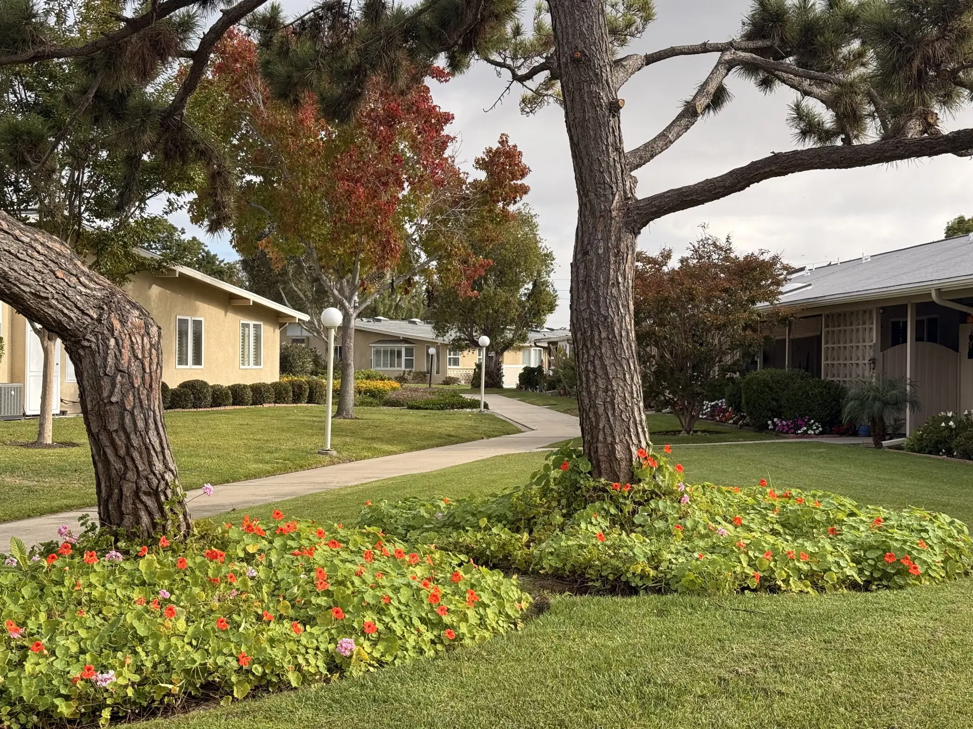Landscaped pathway with blooming flowers and trees in Leisure World Seal Beach, showcasing vibrant community living and recreational amenities.