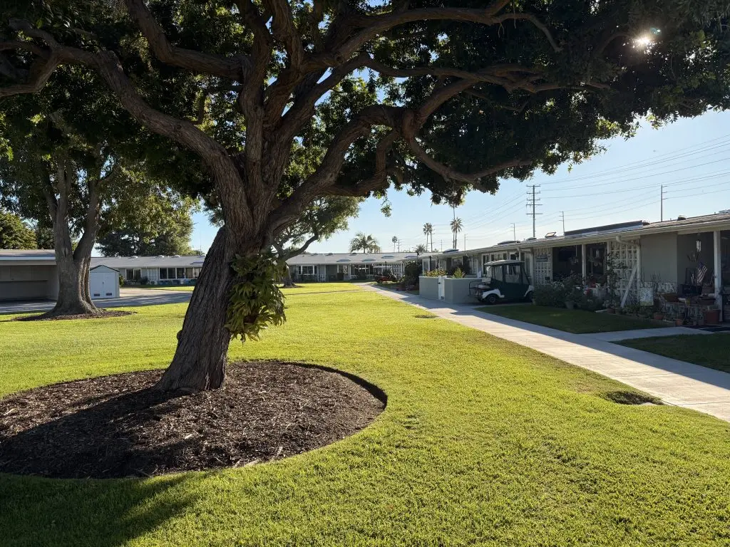 Lush green lawn and mature tree in Leisure World Seal Beach, showcasing well-maintained residential pathways and nearby homes in a 55+ community setting.