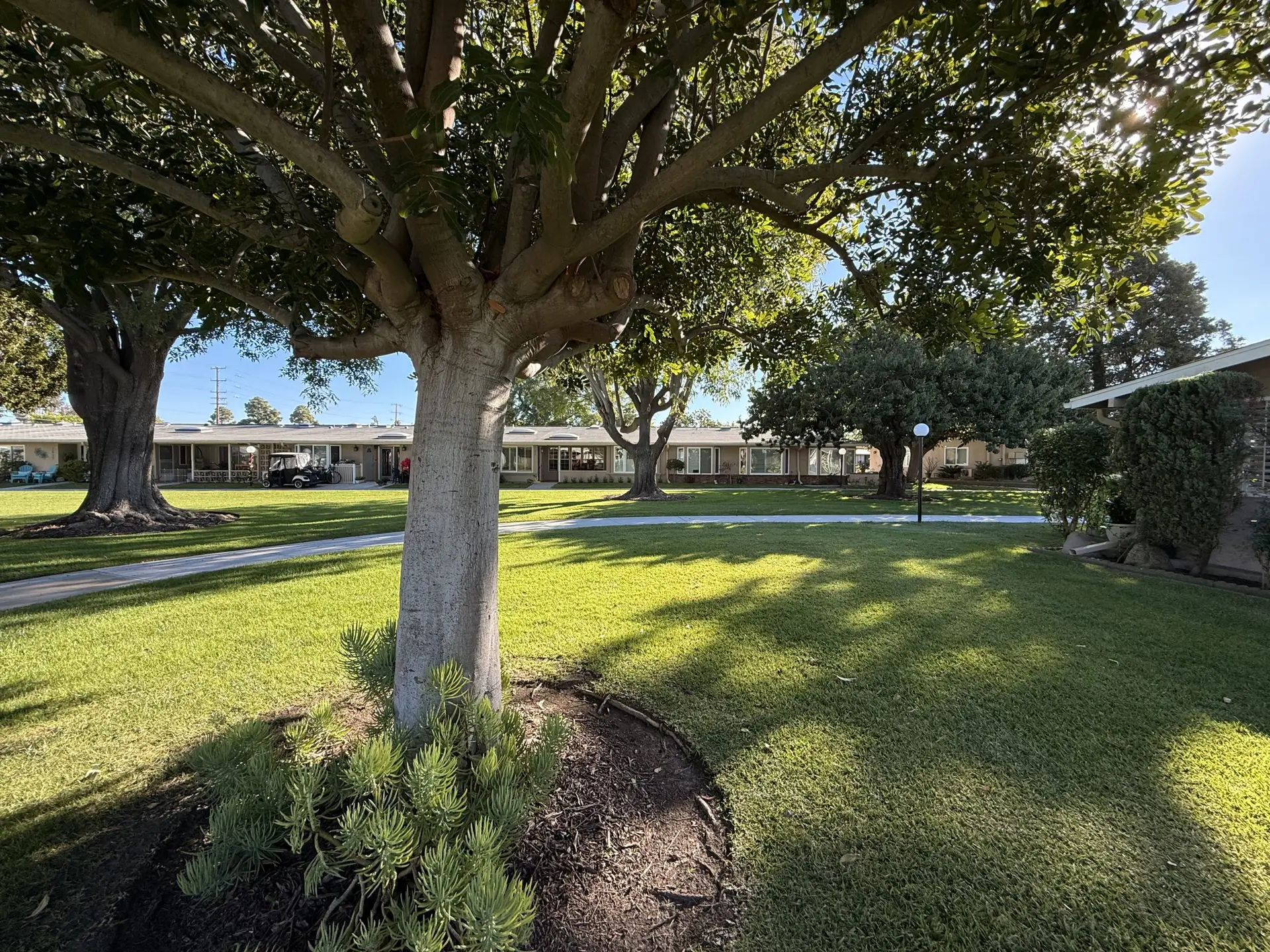 Lush green landscape in Leisure World Seal Beach, featuring trees and well-maintained lawns, showcasing the community's vibrant outdoor living for active 55+ residents.