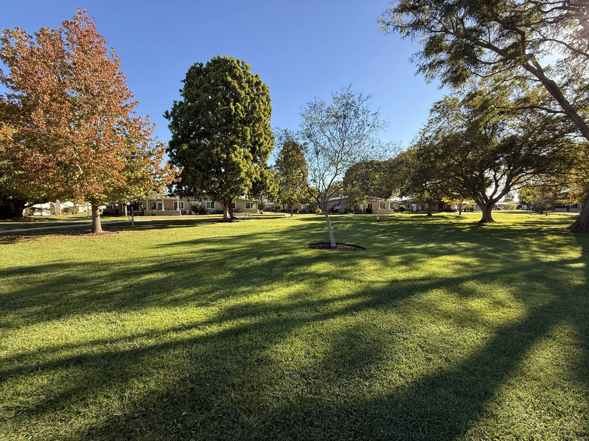 Lush green lawn in Leisure World Seal Beach, featuring mature trees and residential buildings in the background, highlighting the community's serene outdoor spaces for active retirees.