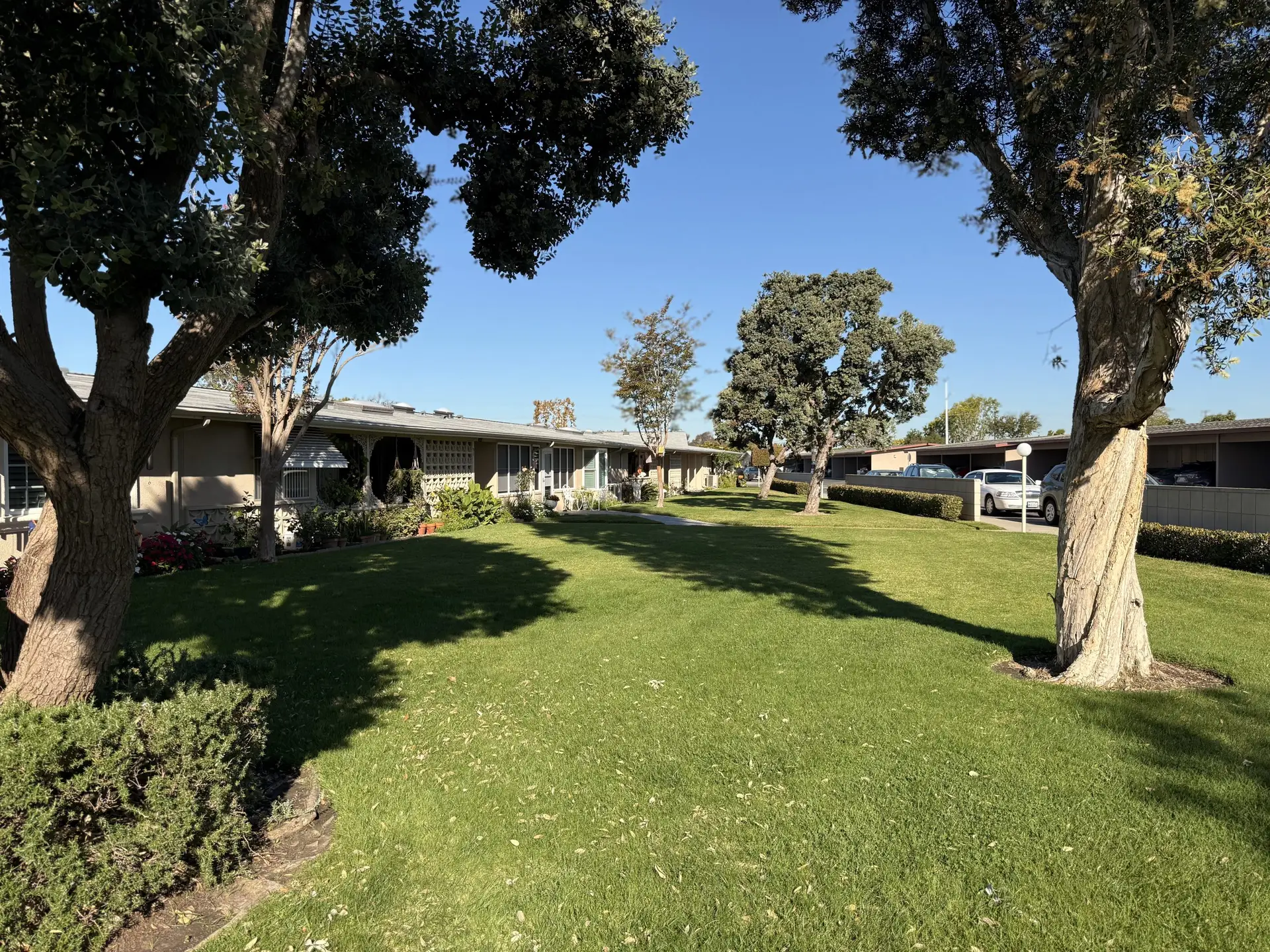 Lush green lawn and trees in Leisure World Seal Beach, showcasing the community's active living environment and inviting outdoor spaces for residents aged 55 and older.