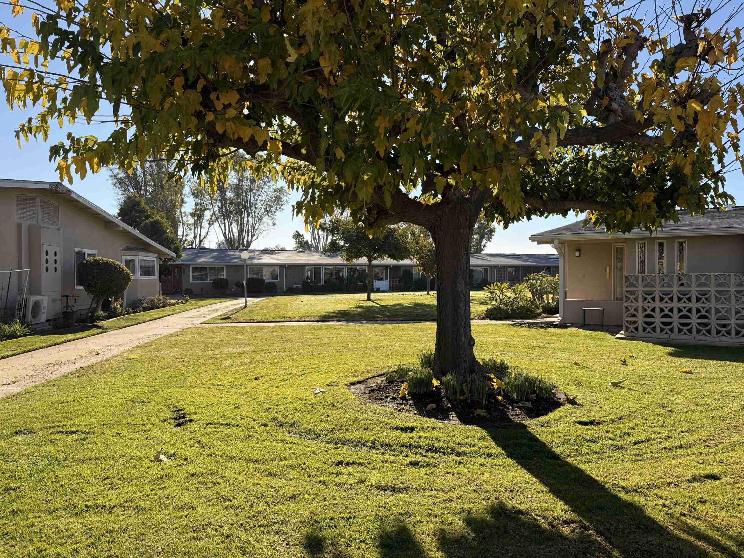 Lush green lawn with a large tree, residential buildings in Leisure World Seal Beach, showcasing a vibrant community for active adults aged 55 and over.